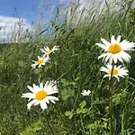 Rechhof Urlaub Bei Tieren *