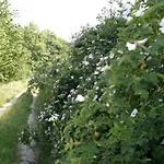 Rechhof Urlaub Bei Tieren * Schalkenbach