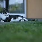 Rechhof Urlaub Bei Tieren