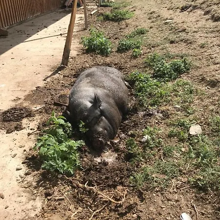 Apartamento Rechhof Urlaub Bei Tieren *