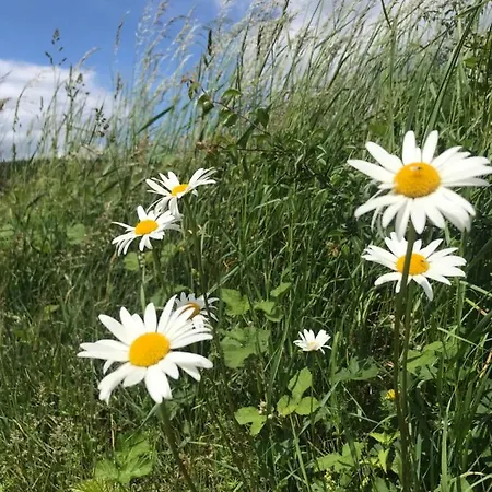 Rechhof Urlaub Bei Tieren *