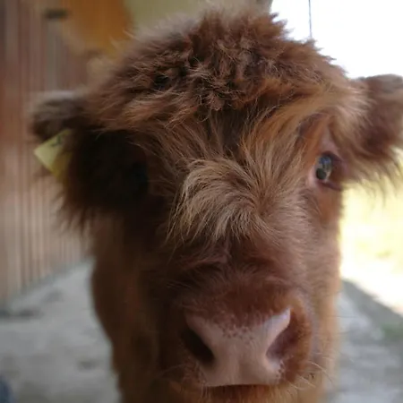 Apartamento Rechhof Urlaub Bei Tieren