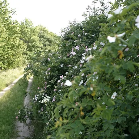 Rechhof Urlaub Bei Tieren * Schalkenbach