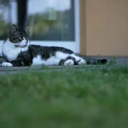 Rechhof Urlaub Bei Tieren