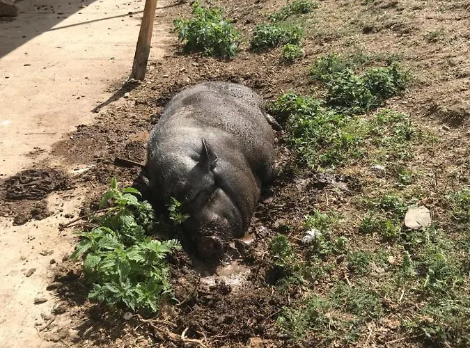 Apartamento Rechhof Urlaub Bei Tieren *