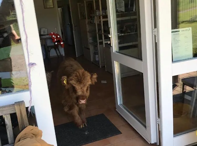 Rechhof Urlaub Bei Tieren Schalkenbach