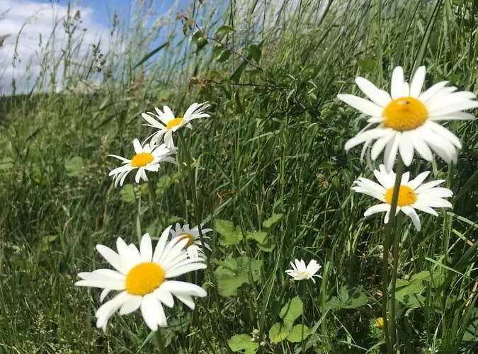 Rechhof Urlaub Bei Tieren *