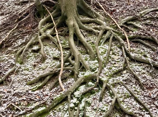 Rechhof Urlaub Bei Tieren Διαμέρισμα *