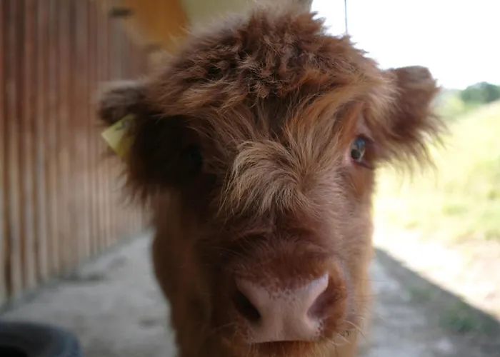 Apartamento Rechhof Urlaub Bei Tieren