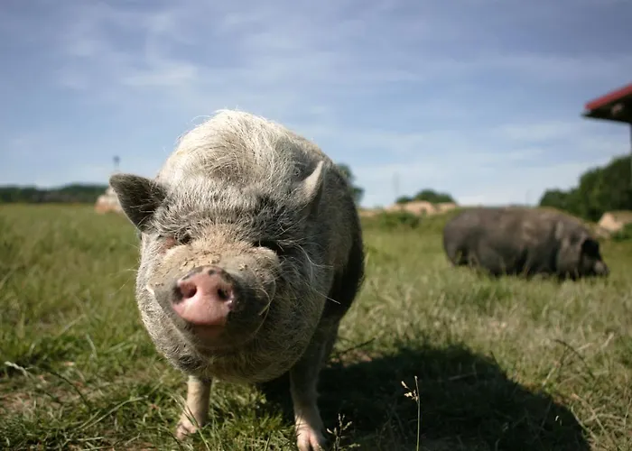 Rechhof Urlaub Bei Tieren * Schalkenbach