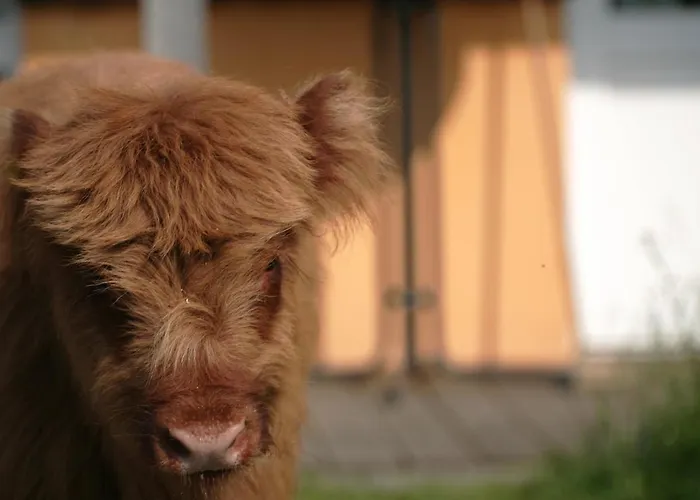 Rechhof Urlaub Bei Tieren