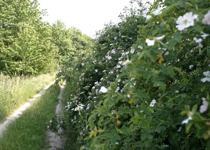Rechhof Urlaub Bei Tieren * Schalkenbach