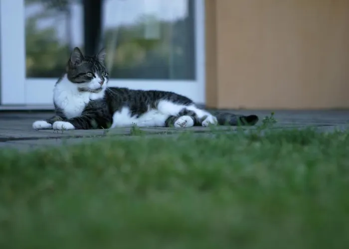 Rechhof Urlaub Bei Tieren
